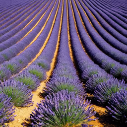 Lavender Dreams