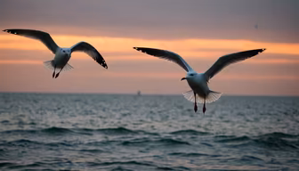 Seagulls at Sunset