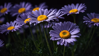 Purple Daisies
