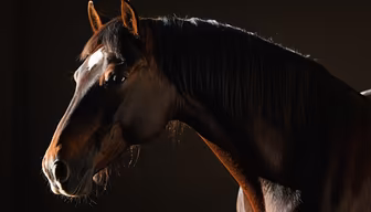 Equine Majesty Equine Majesty
