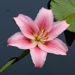 Pink Lily Pink Lily