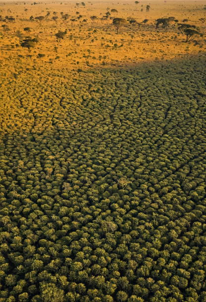 African Landscape