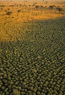 African Landscape