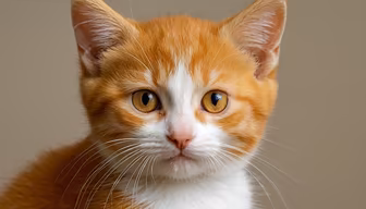 Ginger Kitten Stare