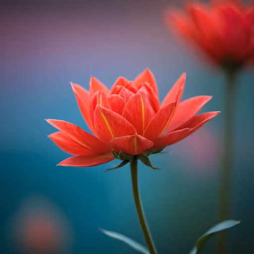 Red Dahlia