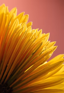 Golden Bloom