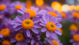 Purple Daisies
