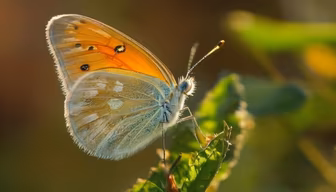 Butterfly's Embrace