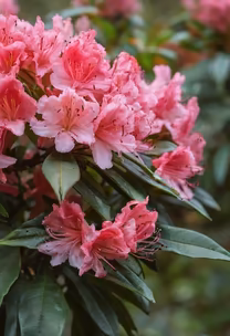 Pink Rhododendron Bloom
