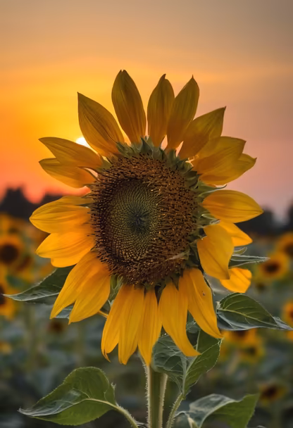 Sunflower Sunset