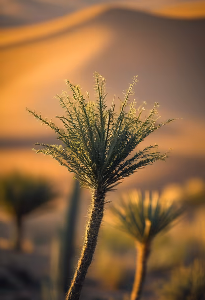 Desert Bloom Desert Bloom