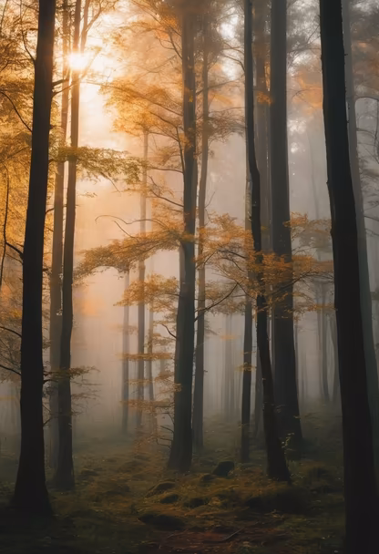 Mystical Forest Mystical Forest