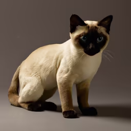 Siamese Stunner Siamese Stunner