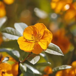 Golden Bloom Golden Bloom