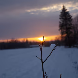 Winter's Embrace