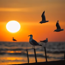 Seagulls at Sunset