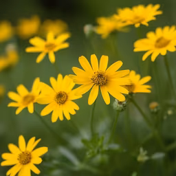 Golden Daisies Golden Daisies