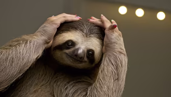 Spa Day Sloth Spa Day Sloth