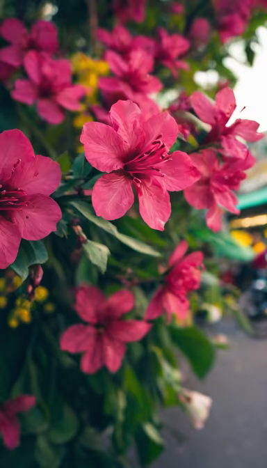 Crimson Blooms Crimson Blooms