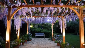 Wisteria Dreams