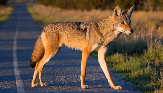 Coyote Crossing