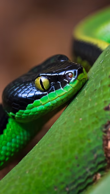 Emerald Viper Emerald Viper