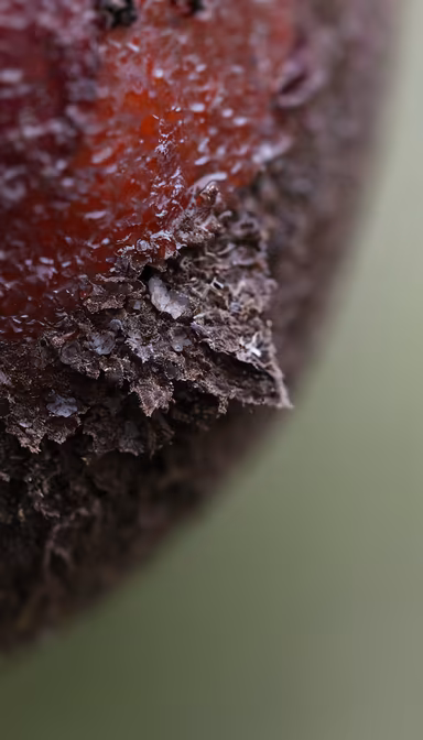 Tree Sap