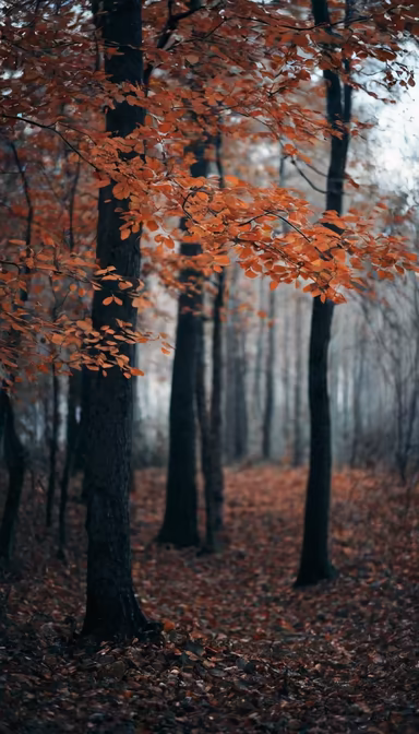 Autumnal Forest Autumnal Forest