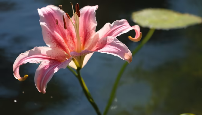 Pink Lily