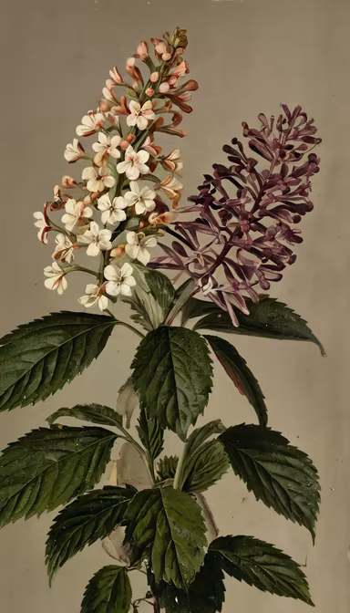 Floral Harmony