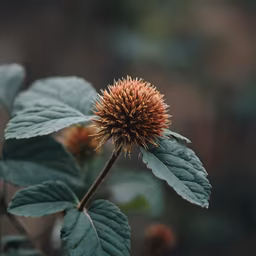 Autumn Bloom