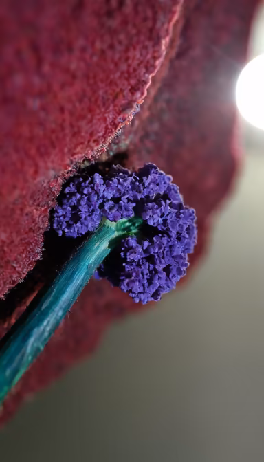 Purple Bloom