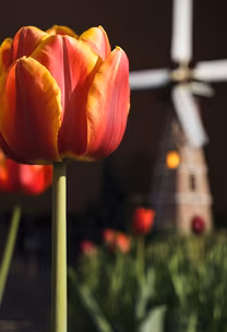 Tulip Dreams Tulip Dreams