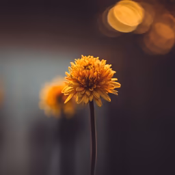 Golden Bloom Golden Bloom