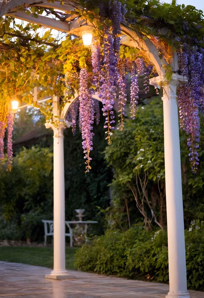 Wisteria Dreams