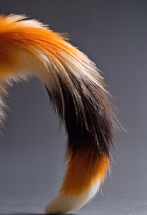 Tail of Mystery