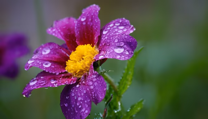 Purple Rain