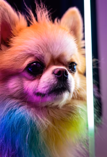 Neon Chihuahua