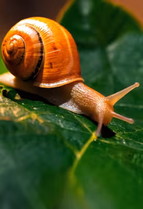 Snail's Pace