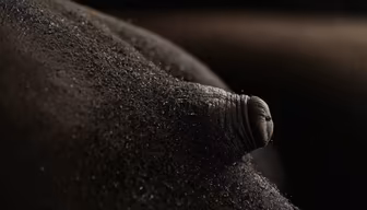 Gentle Giant