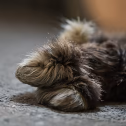 Paws Up! Paws Up!