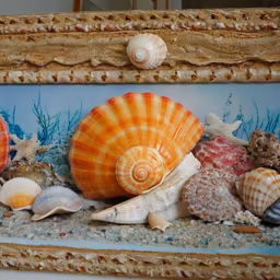 Seashell Dreams Seashell Dreams