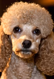 Poodle Stare