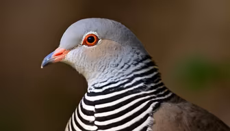 Elegant Dove Elegant Dove