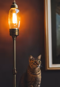 Cozy Evenings