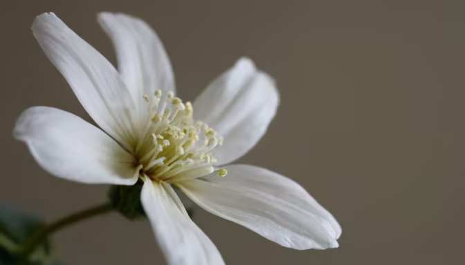 White Blossom