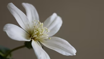 White Blossom White Blossom