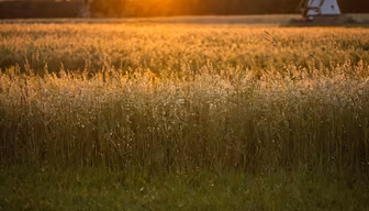 Golden Meadow Golden Meadow