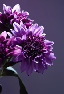 Purple Haze Purple Haze