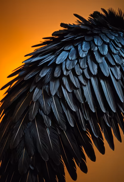Wings of Night
